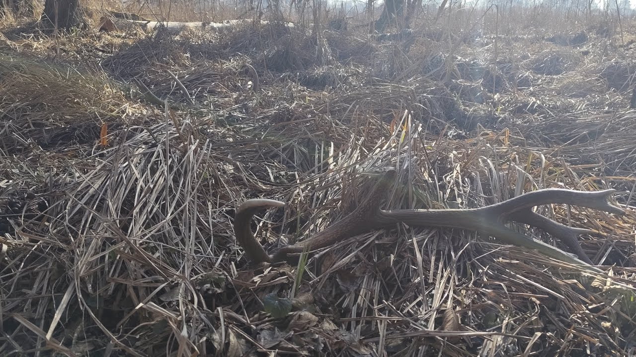 Zrzuty 2026.Rozpoczynamy sezon fajna parką,młodego przyszłościowego byka.😁🔥🦌#amazing #deer #zrzuty 