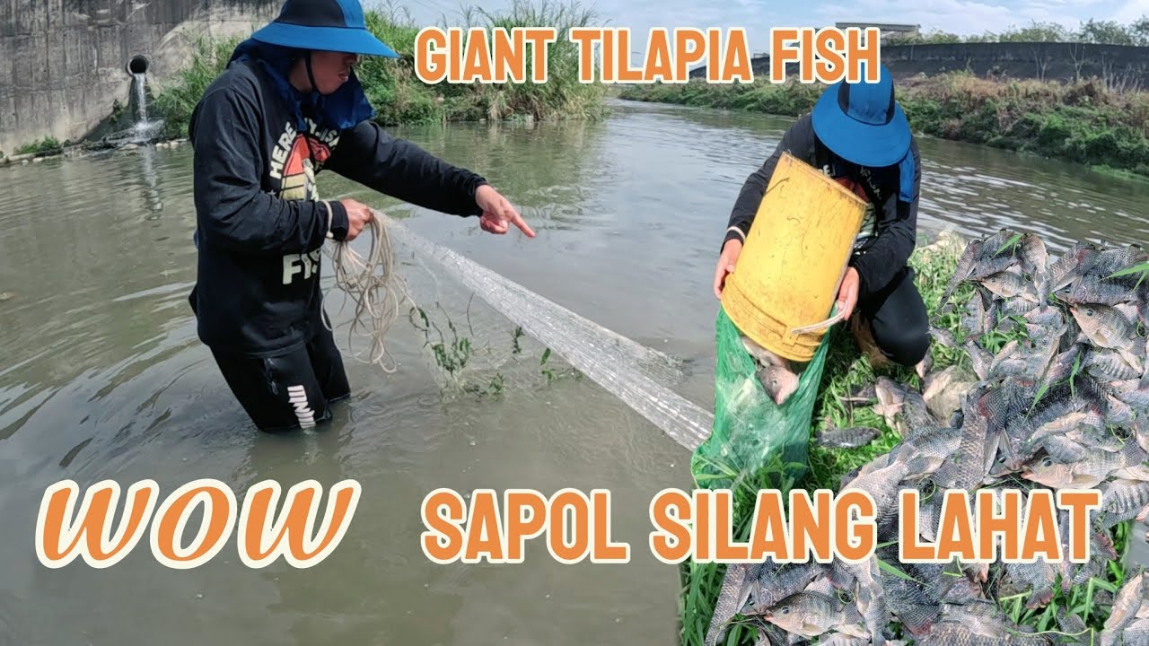 WOW!! ISLA NG MGA TILAPIA SAPOL SILANG LAHAT!