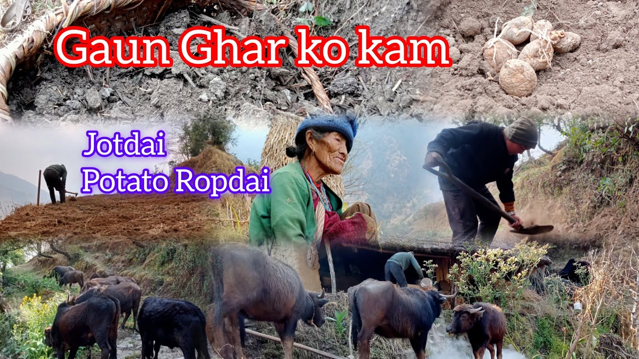 Gau Ghar Tira ko Kam #Pyuthanmuser#Village Lifestyle#जोत्ने आलु लगाउने काम हुँदै छ है गाँउ तिर#