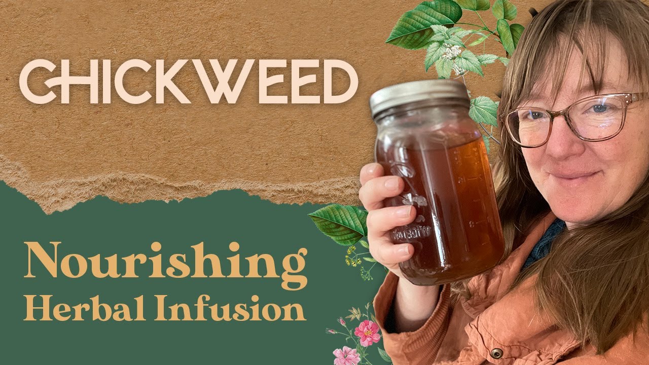 Benefits of chickweed | Nourishing Herbal Infusions