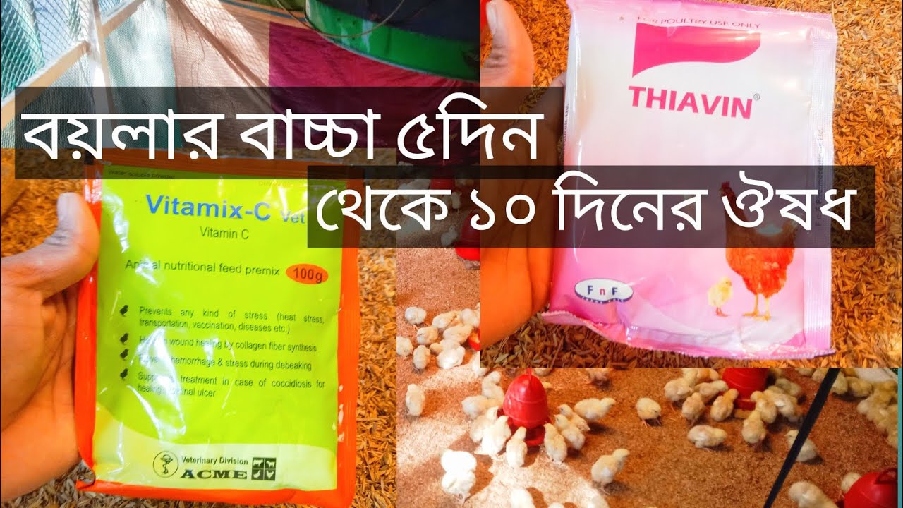 বয়লার বাচ্চা ৫ দিন থেকে ১০  দিনের ঔষধ যেভাবে খামারে জায়গা বাড়িয়ে দিবেন