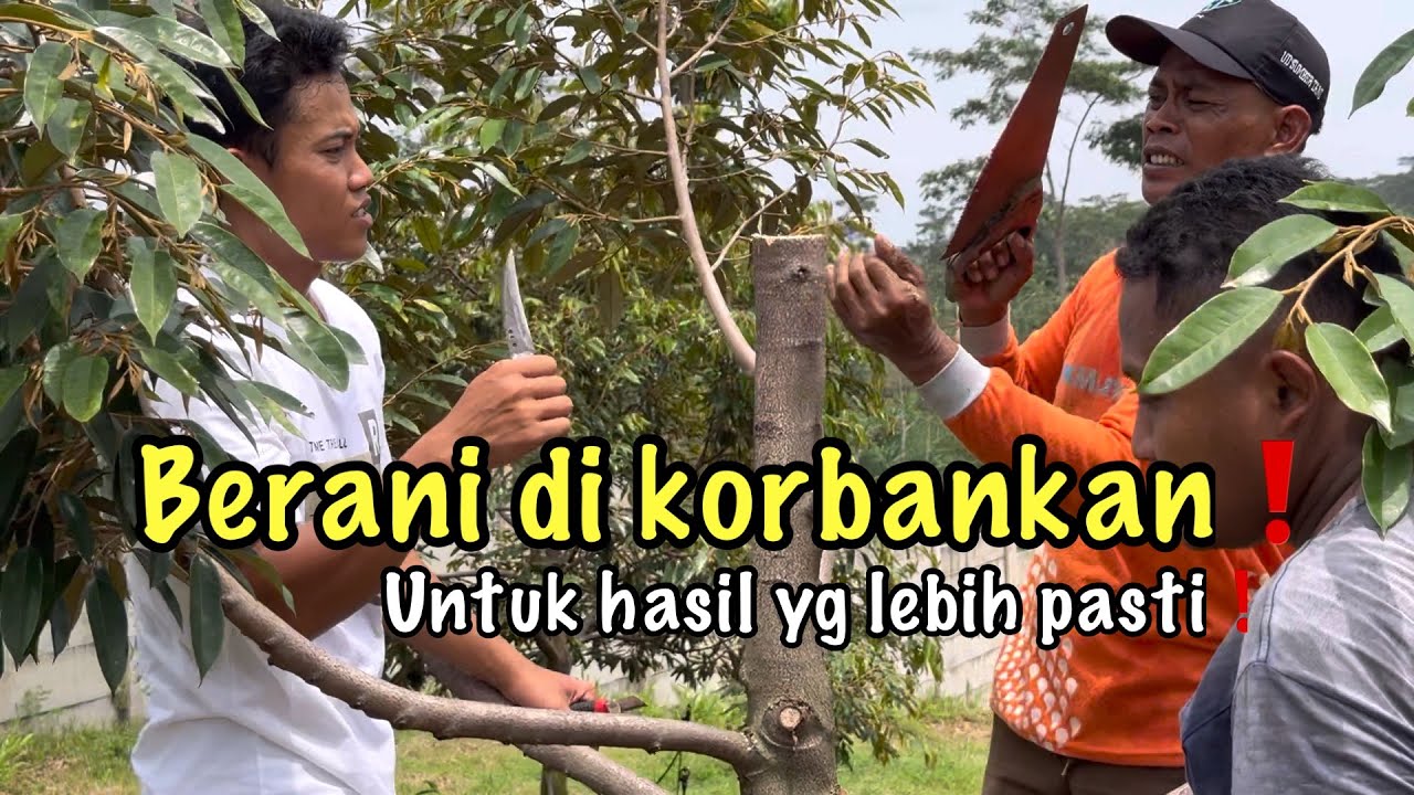 Ganti varietas durian❗️Solusi cepat naikkan keuntungan kebun