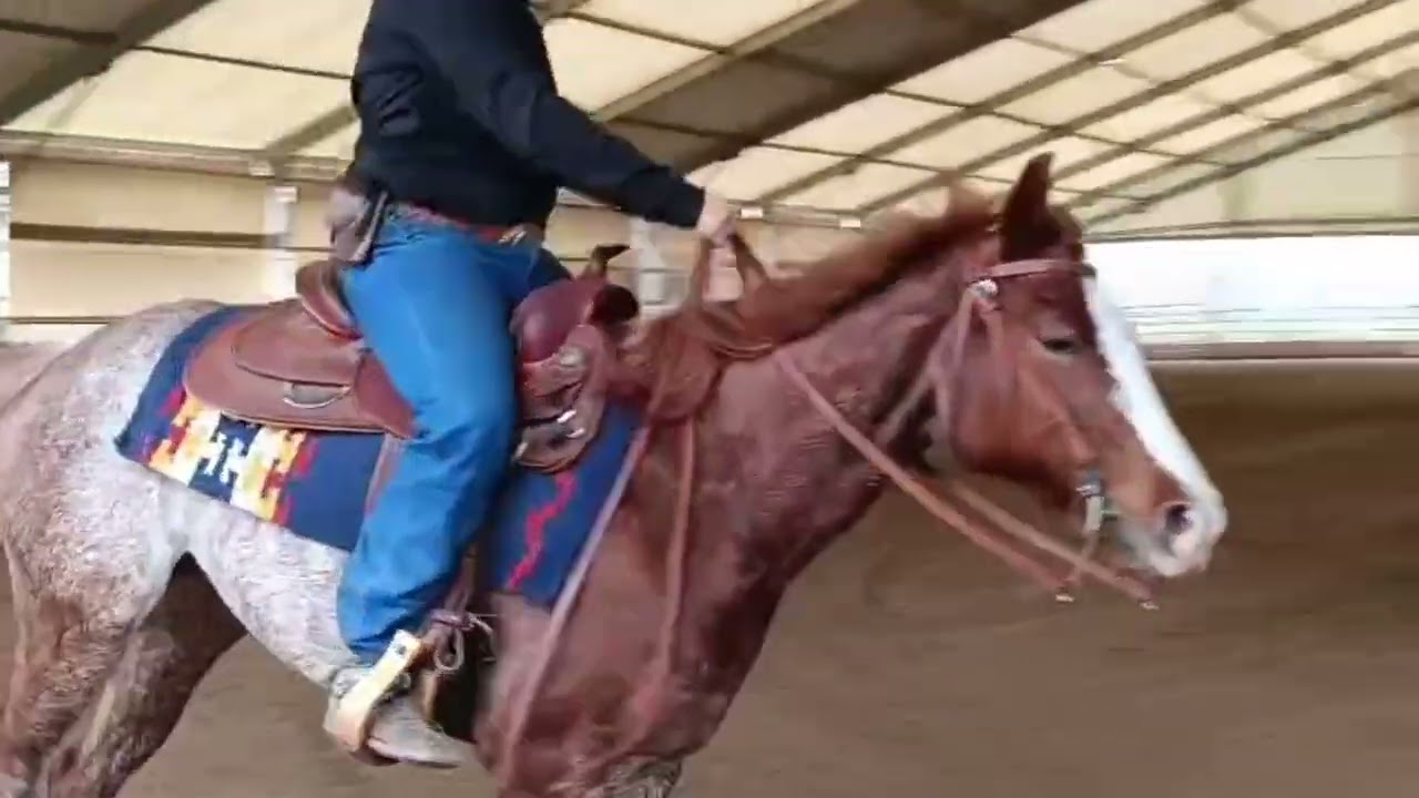 Ad aggiudicarsi il Gran Champion nel primo reining Vittoria Armelao in sella a One Gun Raquel,