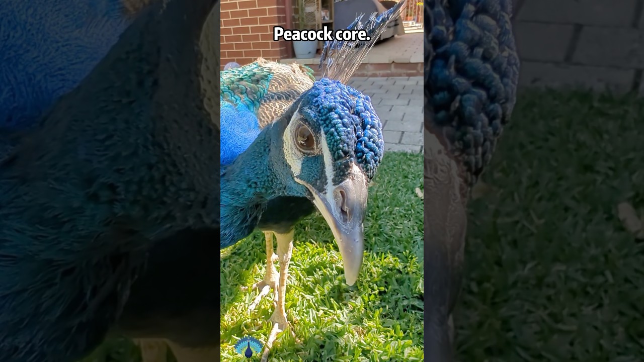 Peacock core 🦚😎#fun #fyp #peacock #funnyvideo #animals#lordshen#herapheri