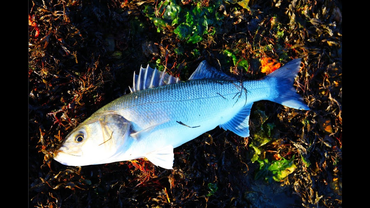 Harbour bass at Hayling Island