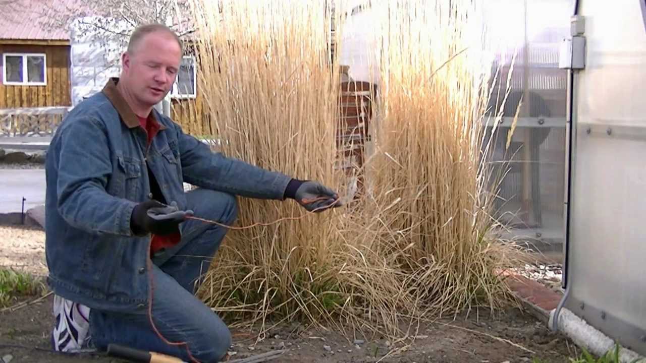Pruning Ornamental Grasses