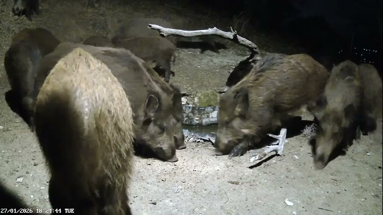 live streaming  animali Appennini umbro - marchigiano: ricci, cinghiali ,volpi istrici, lupo.