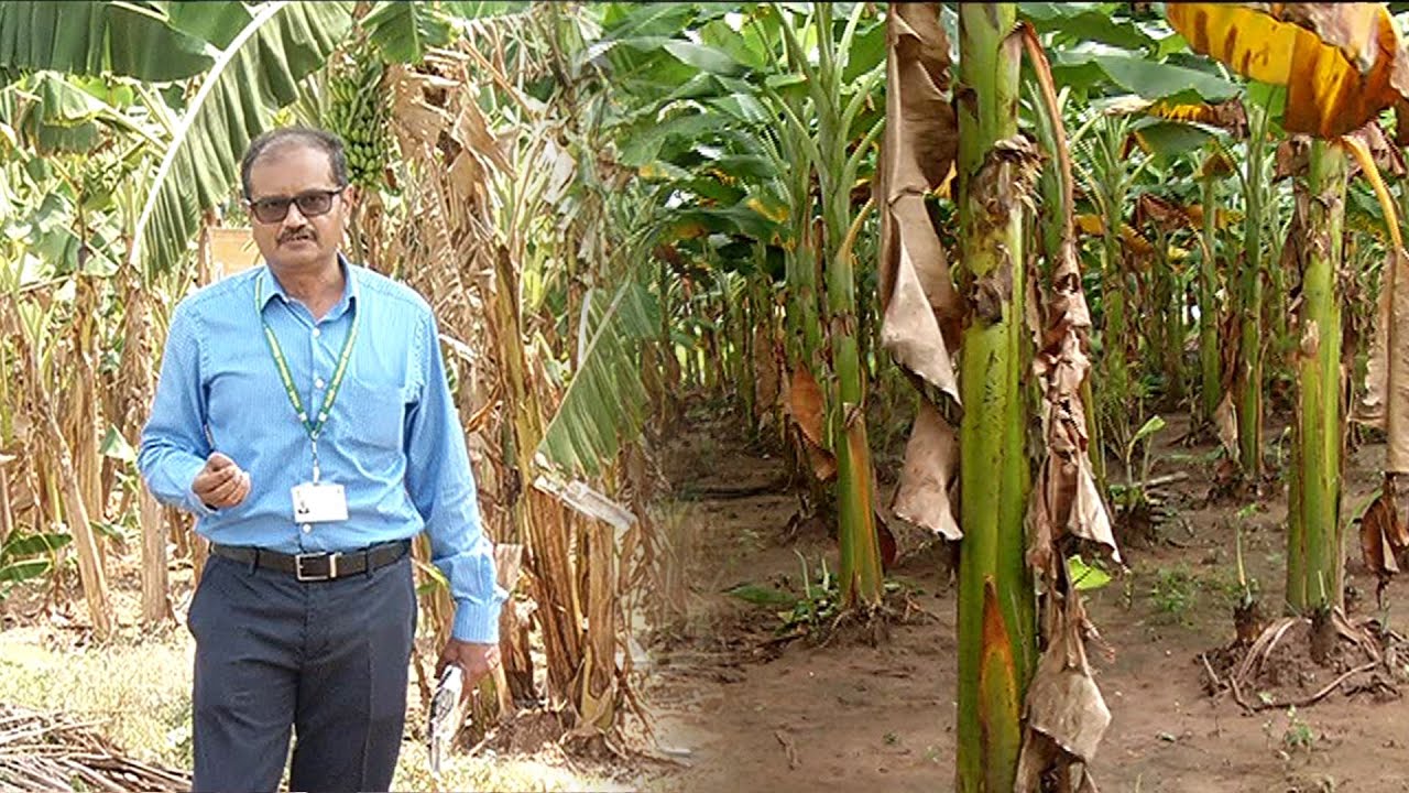 வாழை விளைச்சலுக்கு தேவையான சத்துக்களை தரும் பனானா சக்தி ( Banana Sakthi ) | Malarum Bhoomi