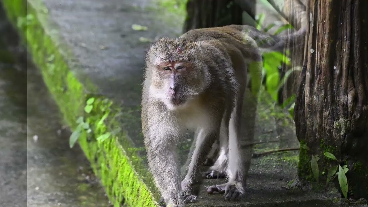 sequence of photos of the long-tailed macaque we saw at khao sok headquarters in Thailand oct 2025