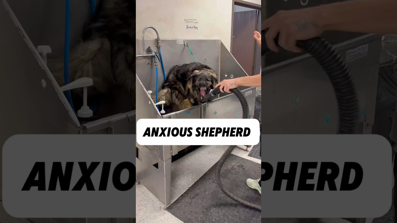 Энергичная и тревожная овчарка #немецкаяовчарка #овчарка #gsd #собаковод #купаниесобаки #руководство