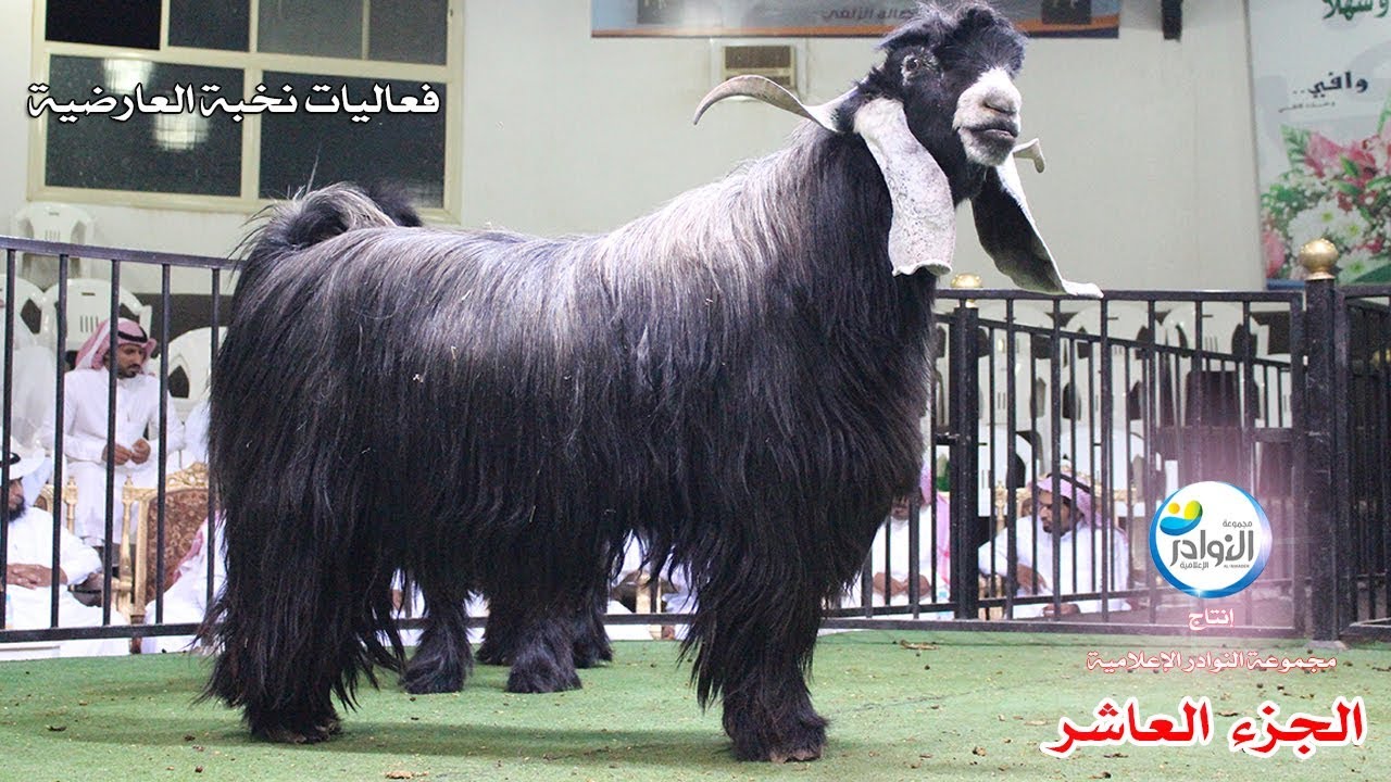 نخبة العارضية السنوي 16/ 8 / 1438هـ (10)