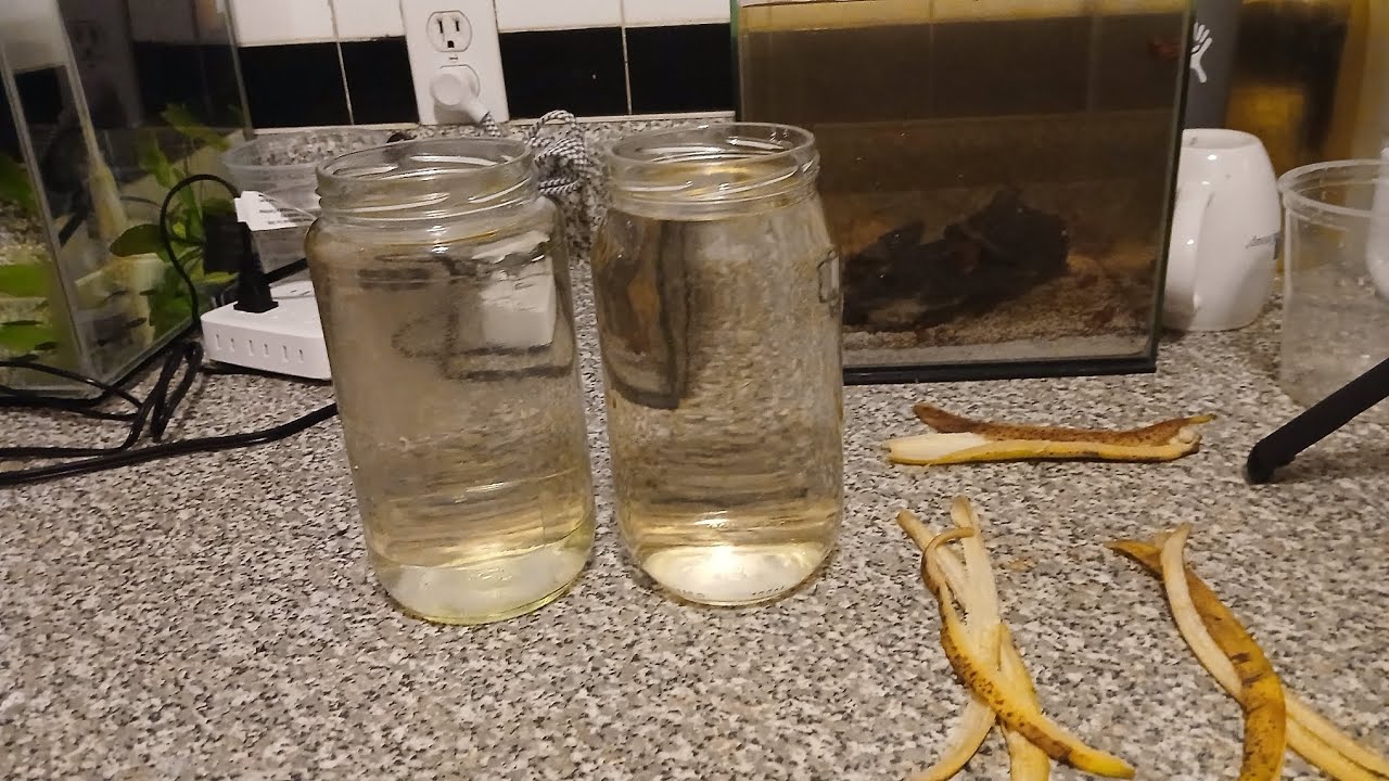 Cómo Preparar Infusorio De Banana 🍌 Fácil y Sin Trucos 