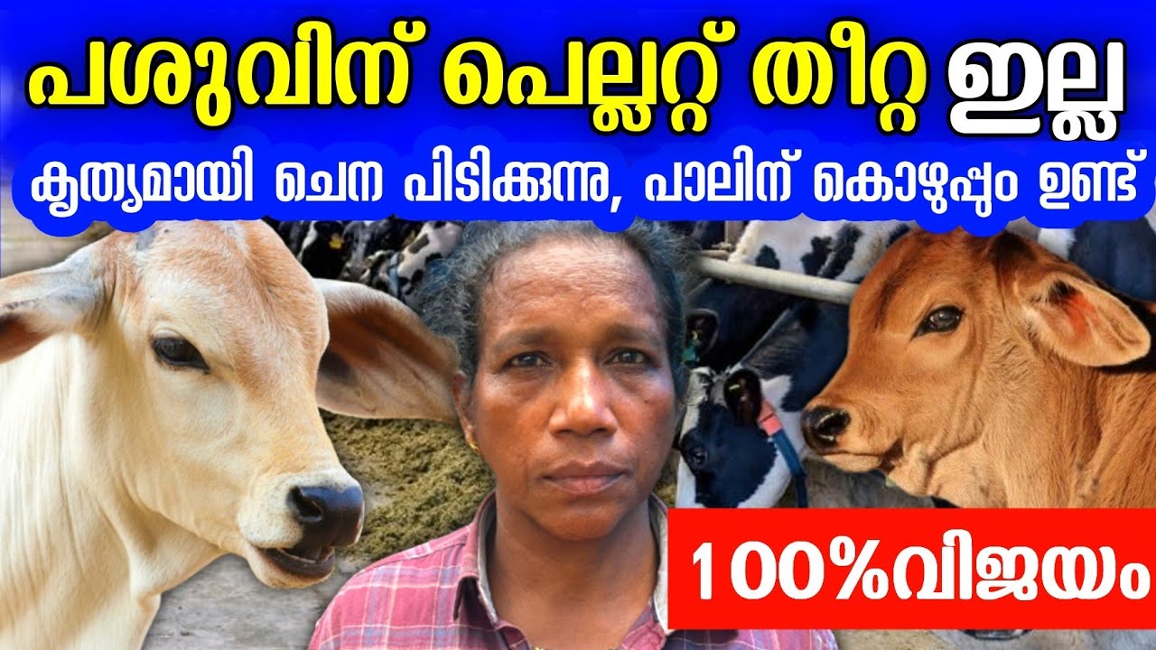 പെല്ലറ്റ് ഇല്ലാത്ത പശു വളർത്തൽ, ദിവസം 3000 ത്തിൽ അധികം ലാഭം, കാരണം ഈ തീറ്റ  Cow feed video malayalam