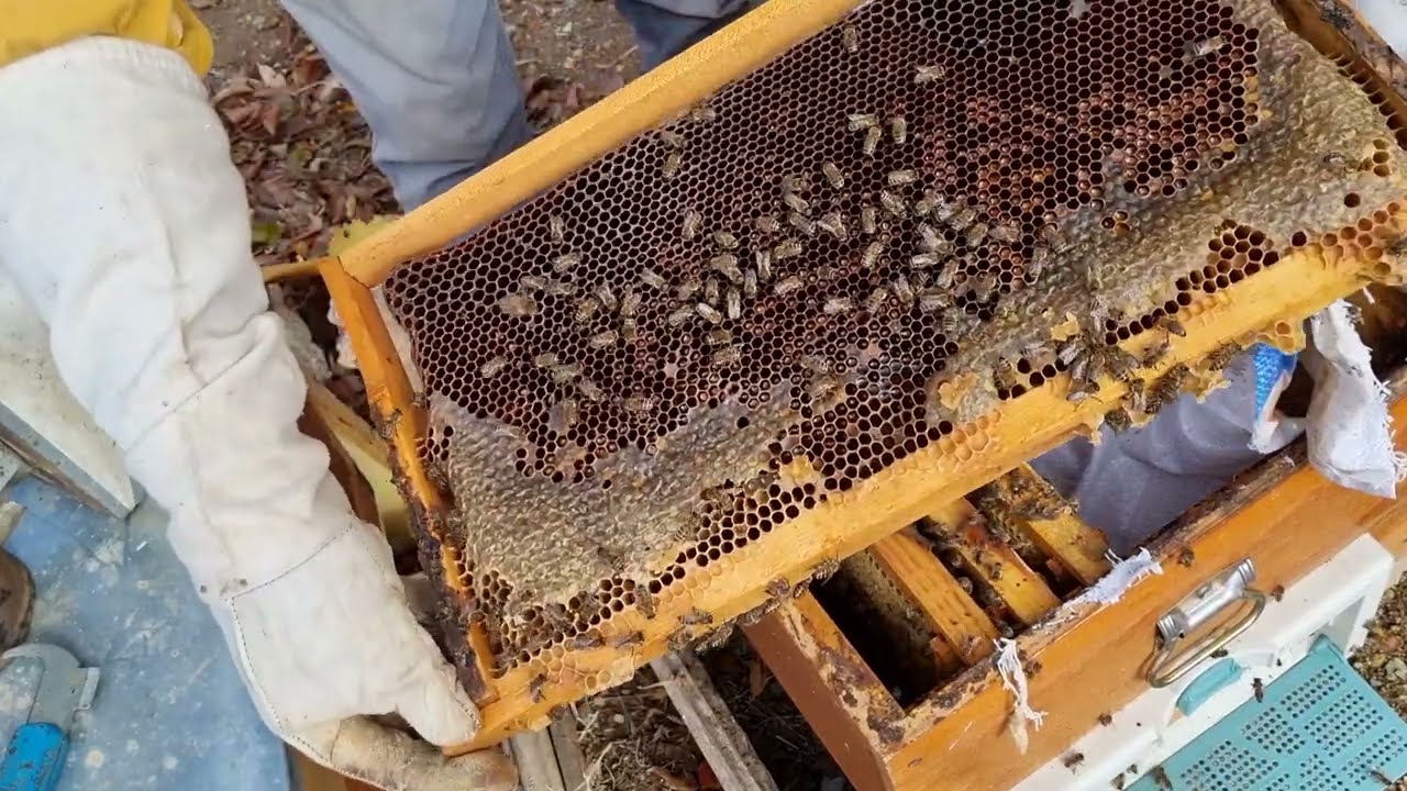 Zayıf Koloniler Kışı Nasıl Atlatır. Kışın #Arı Birleştirme. #Bee. #Gueen