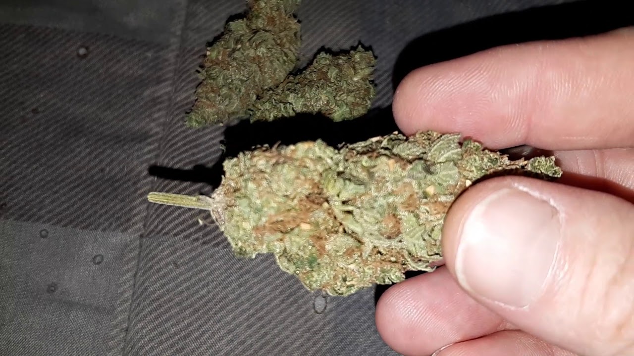 BERRY KUSH BUD SHOTS