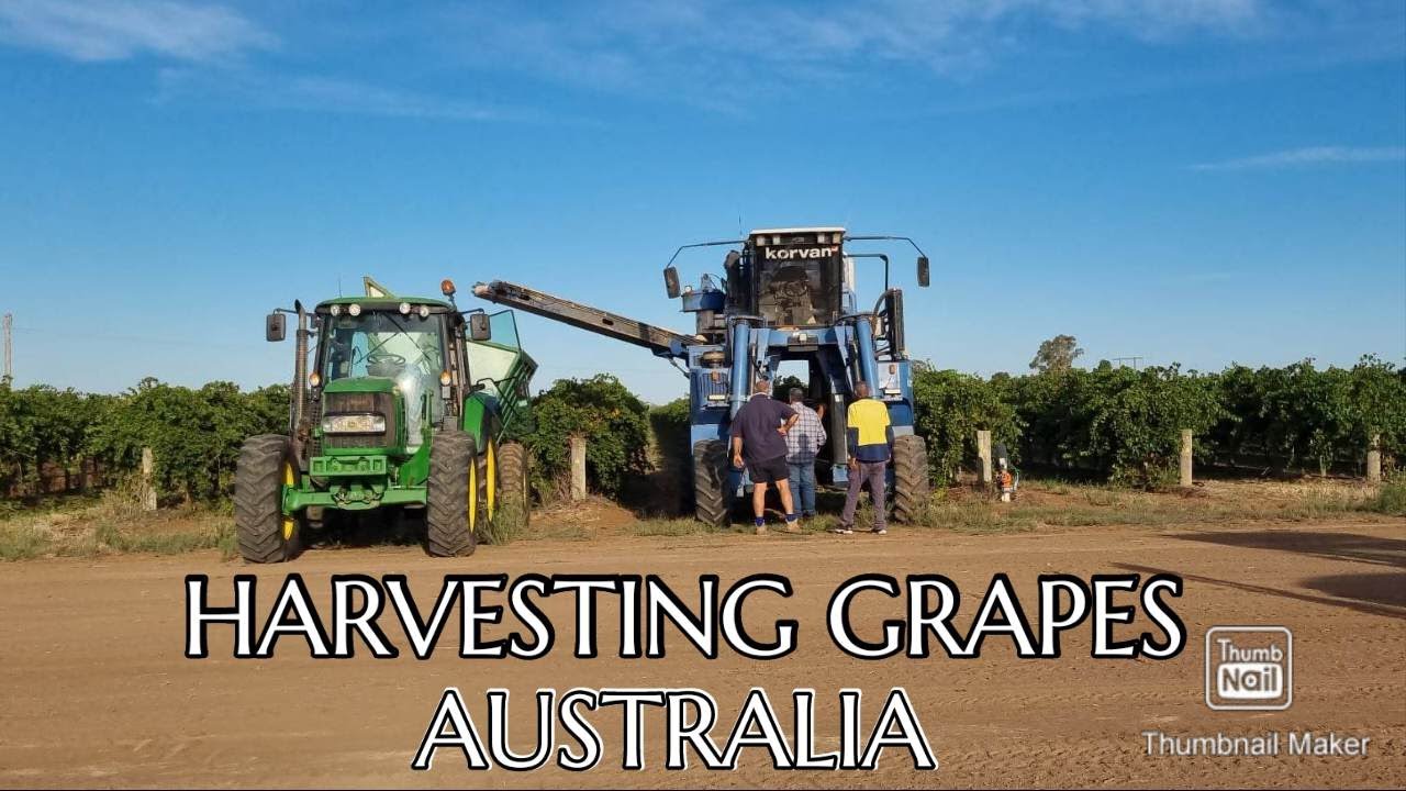 HARVESTING GRAPES IN AUSTRALIA | PICKING WINE GRAPES