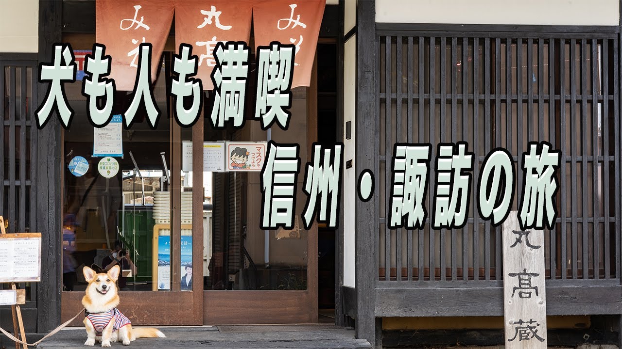 愛犬コーギーと諏訪大社と諏訪湖でランチに行きました。