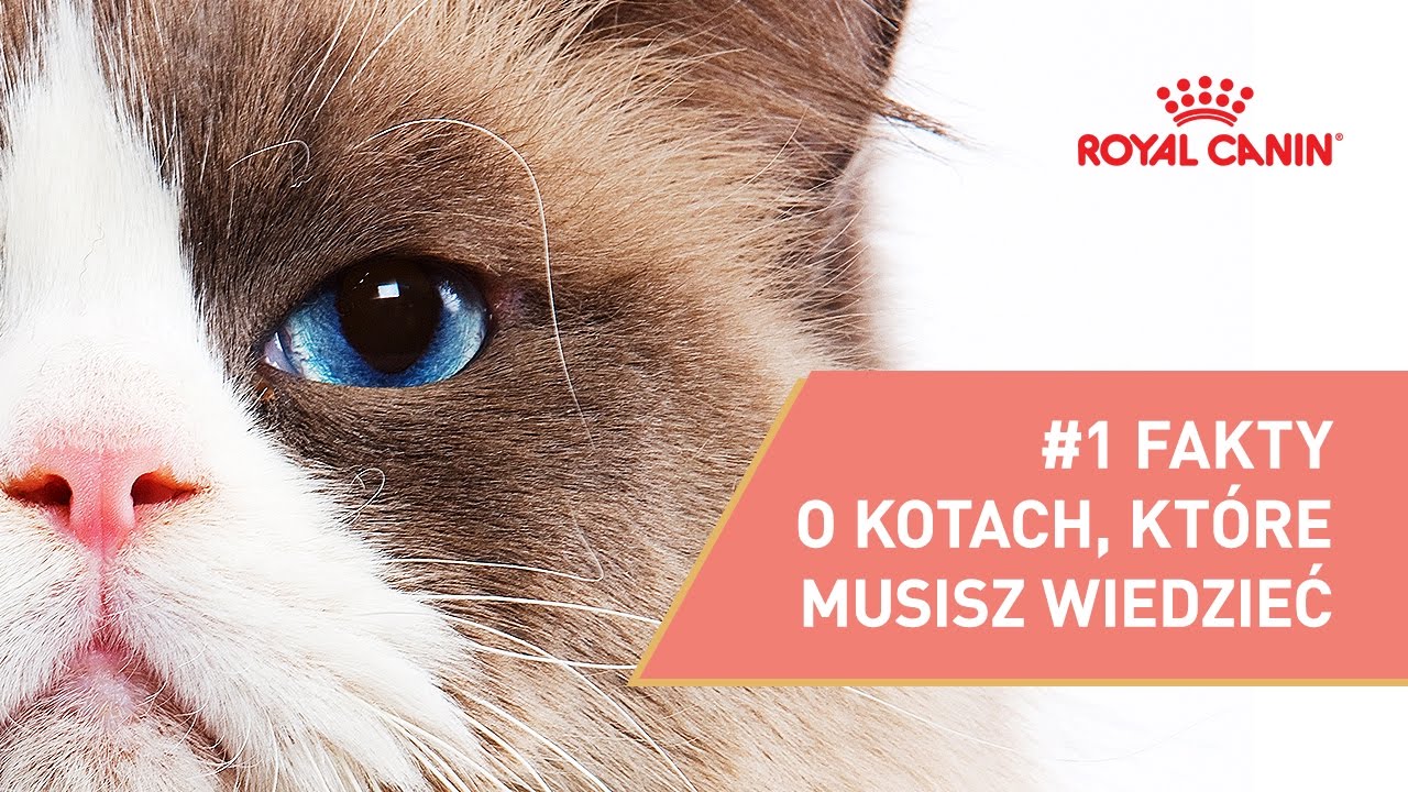 #1 Wszystkie FAKTY o kotach, które musisz znać || ROYAL CANIN