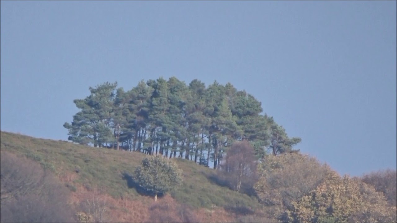 Slaughterhouse Combe & Somerton Combes Circular Walk, Part III, 'The red Deer Appear' by Sheila  Nov
