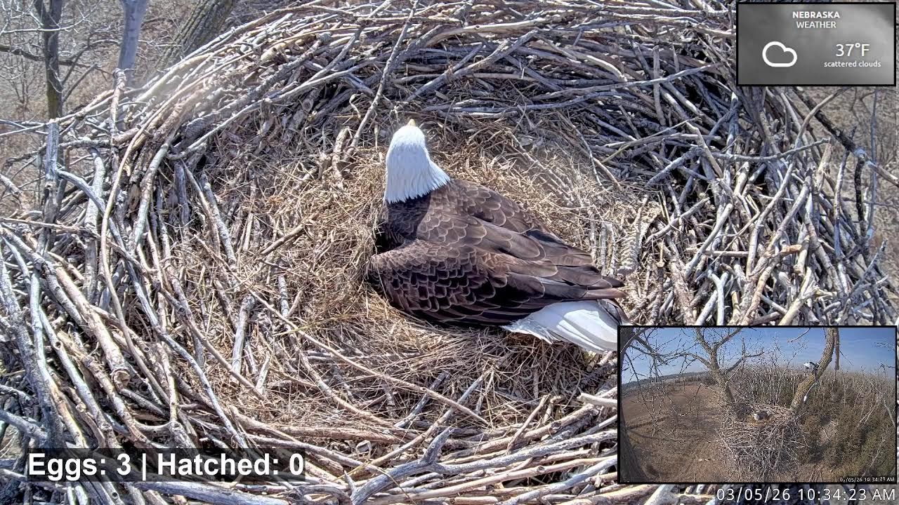 LIVE Missouri River Bald Eagle Cam | First Egg Laid | Nest Watch 24/7