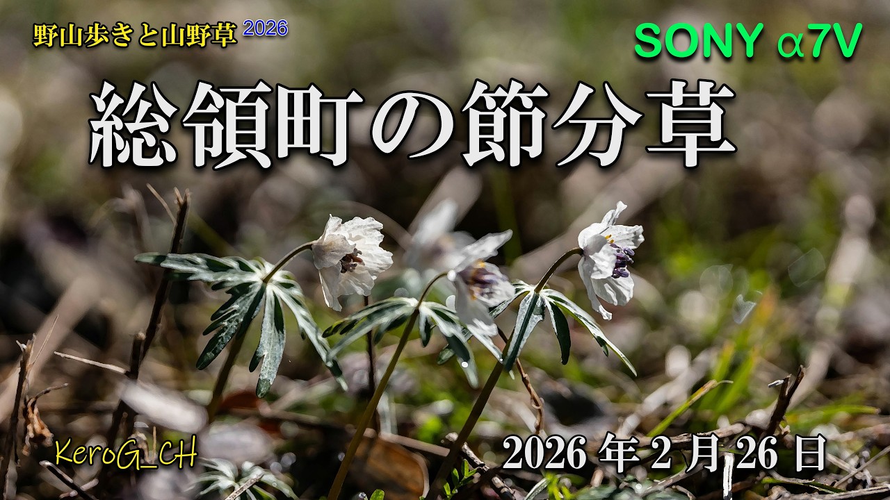 202SONY α7V【総領町の節分草】6 02 26