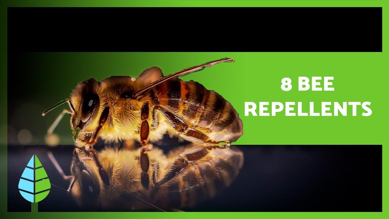 Как отпугнуть пчел 💨🐝 (8 натуральных средств от пчел)