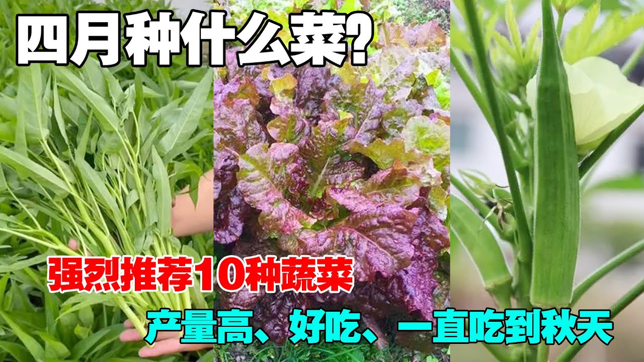 4月种什么蔬菜？一定不要错过了这10种蔬菜，可以一直采收到秋末|What vegetables to grow in April？