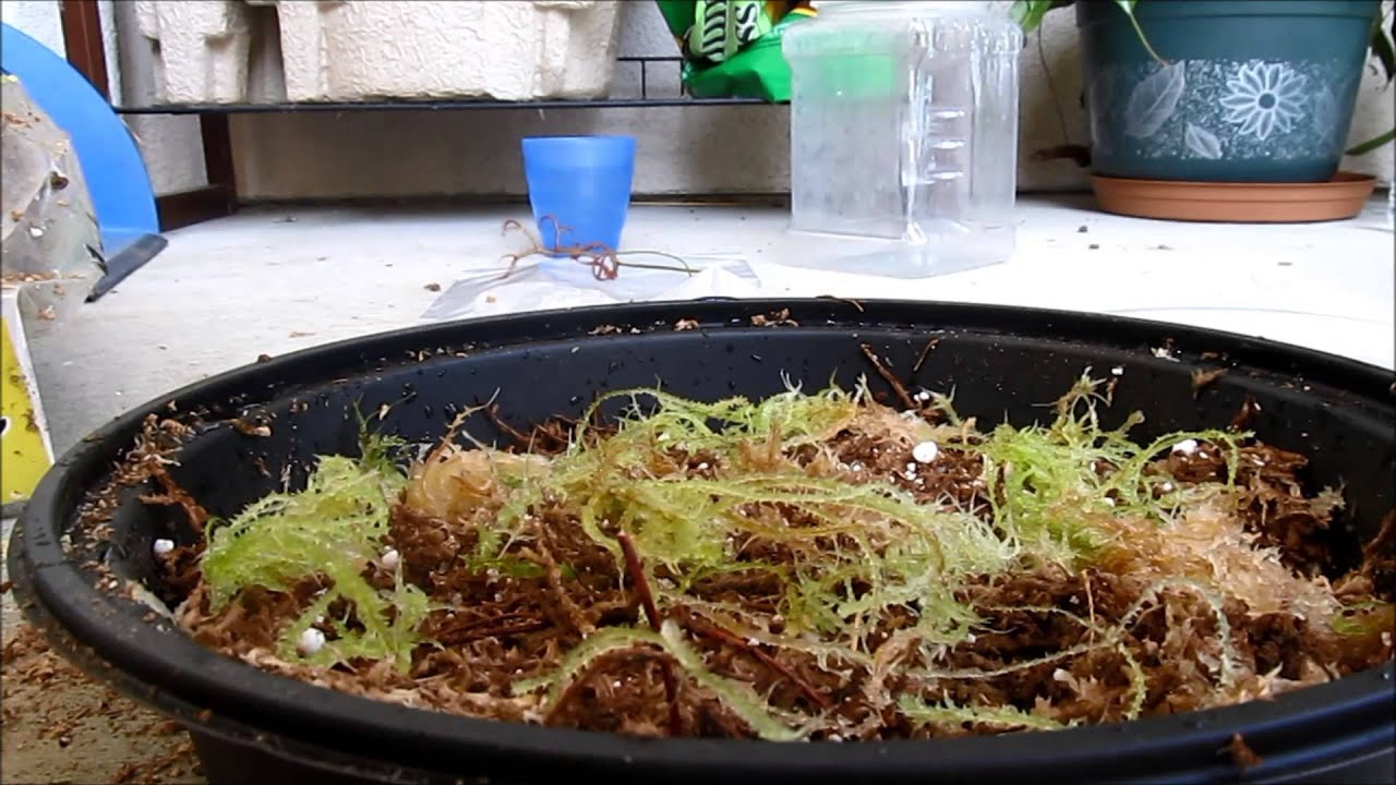 DPlant's Greenhouse -  How to Grow and Care for Sphagnum Moss