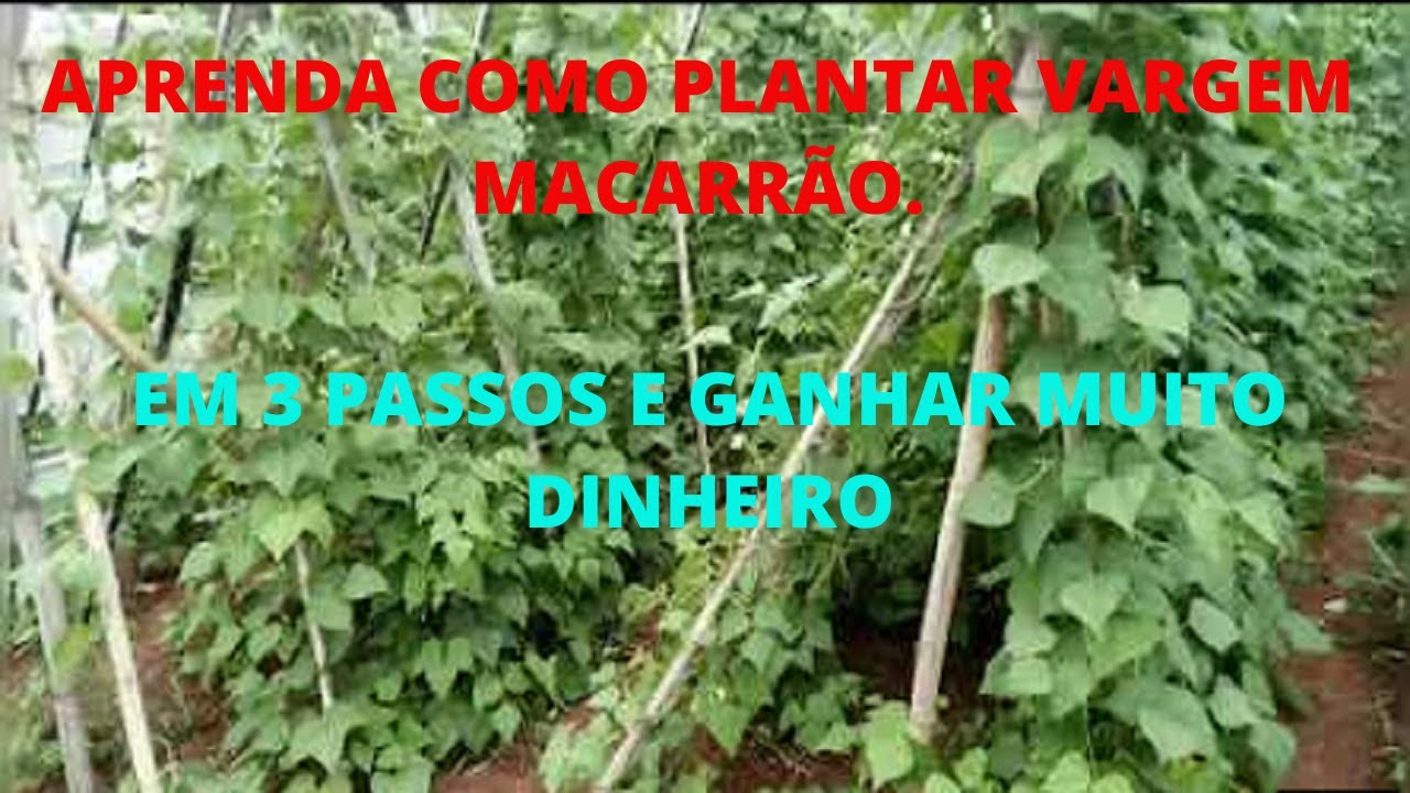 APRENDA COMO PLANTAR FEIJA VARGEM MACARRÃO , EM 3 PASSOS E GANHAR MUITO DINHEIRO  #IRRIGAÇÃO#