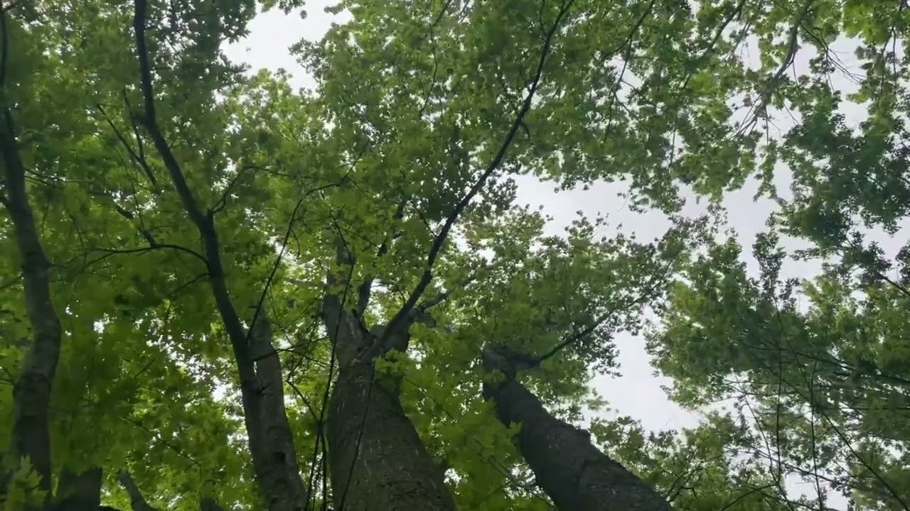 🎶  Sebastian Bach Goldberg Variations, BWV 988 14 Variatio 13 a 2 Clav | Classical Music & Forest