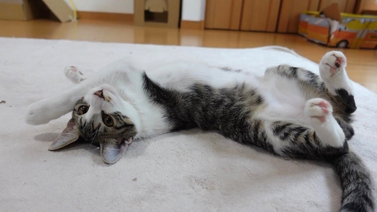 初めてのホカぺの温かさにとろけてしまう子猫たち