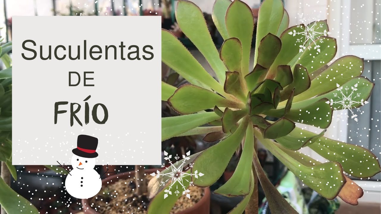 Suculentas de frío que resisten el Invierno ❄️ Variedades de Suculentas