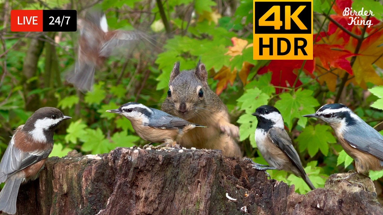 🔴 24/7 LIVE: Cat TV 😺 Cute Birds n Squirrels in the Forest - Cat Games 4K