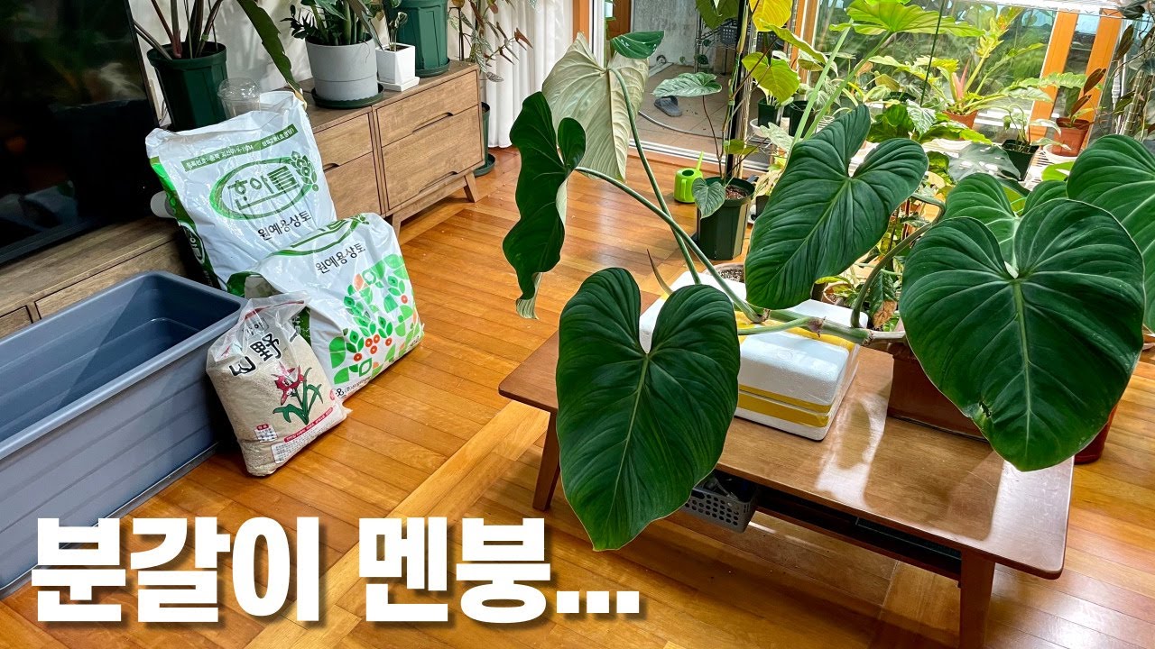 대형 희귀식물 분갈이... 땀이 한바가지... 멘붕...