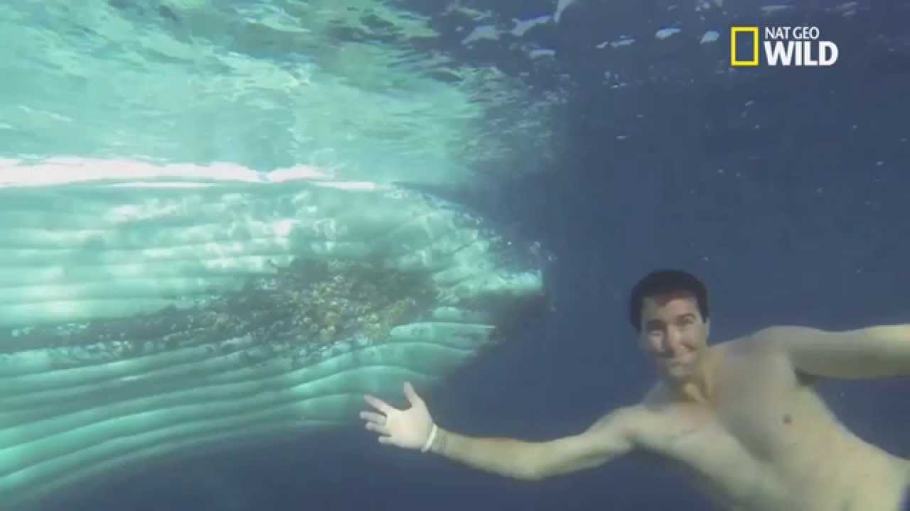 Ils nagent avec une baleine de la taille d'un bus