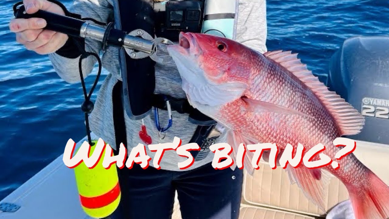 What’s biting? Offshore winter bottom fishing in NC