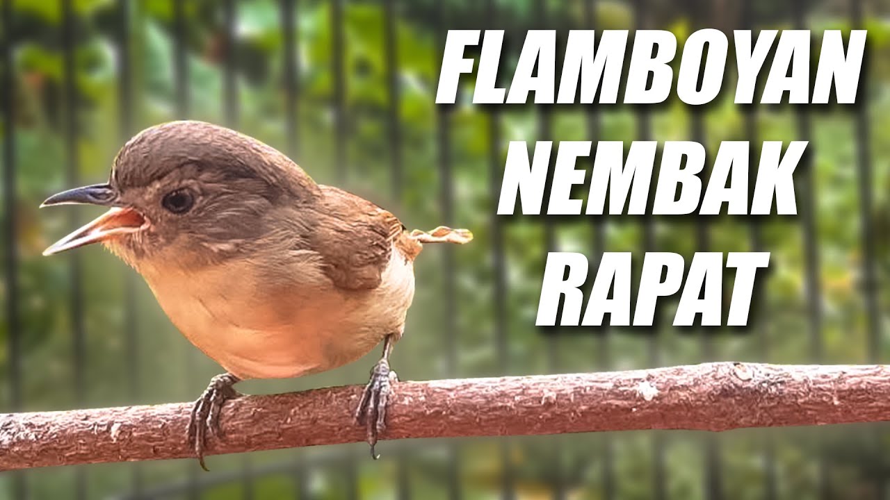 TERNYATA BAGUS JUGA!! FLAMBOYAN GACOR NEMBAK PANJANG NGEROLL SANGAT BAGUS BUAT MASTERAN & PANCINGAN