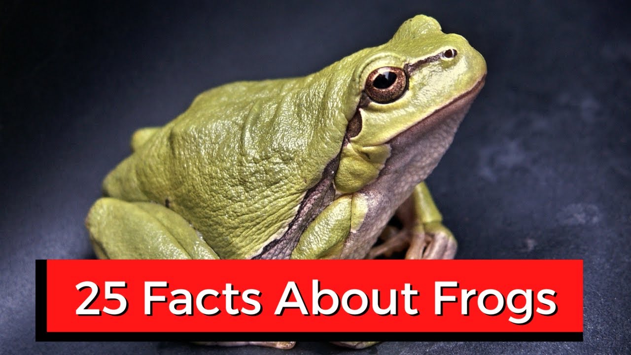 25 Interesting Facts About Frogs