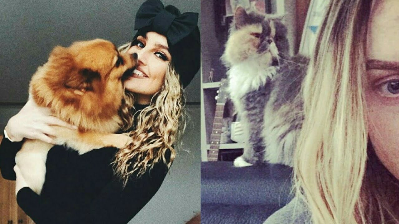 Perrie Edwards - Hatchi and Prada cute moments