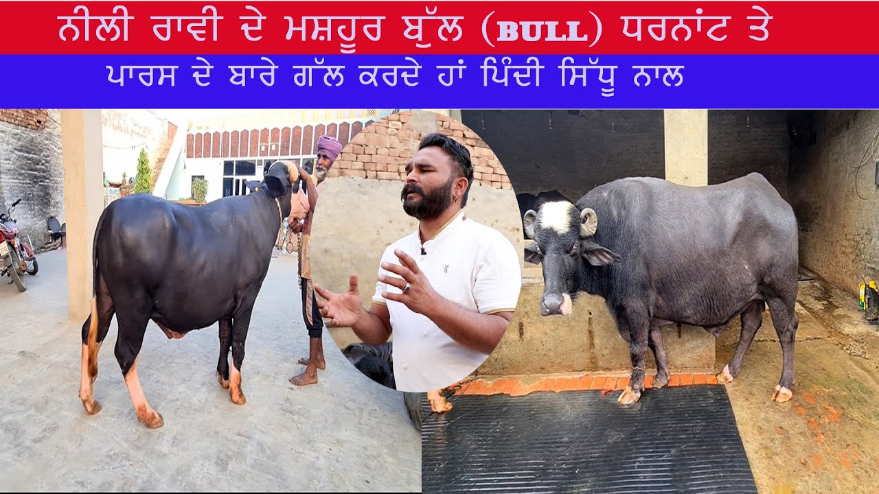 ਨੀਲੀ ਰਾਵੀ ਦੇ ਮਸ਼ਹੂਰ ਬੁੱਲ ( BULL ) ਧਰਨਾਂਟ ਤੇ ਪਾਰਸ ਦੇ ਬਾਰੇ ਗੱਲ ਕਰਦੇ ਹਾਂ ਪਿੰਦੀ ਸਿੱਧੂ ਨਾਲ