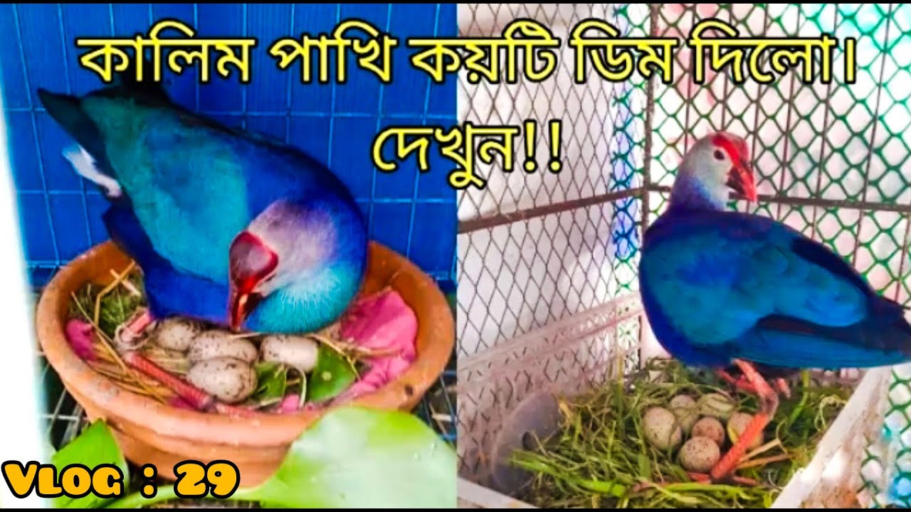 কালিম পাখি কয়টি ডিম  দিলো দেখুুন ।        Vlog  No -29