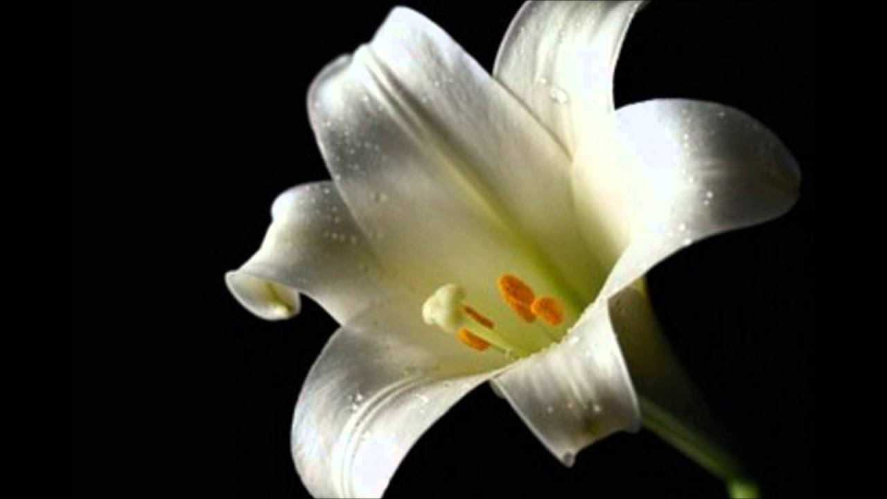 Yoshiko Yamaguchi sings Ye Lai Xiang (Evening Primrose) (live recording)
