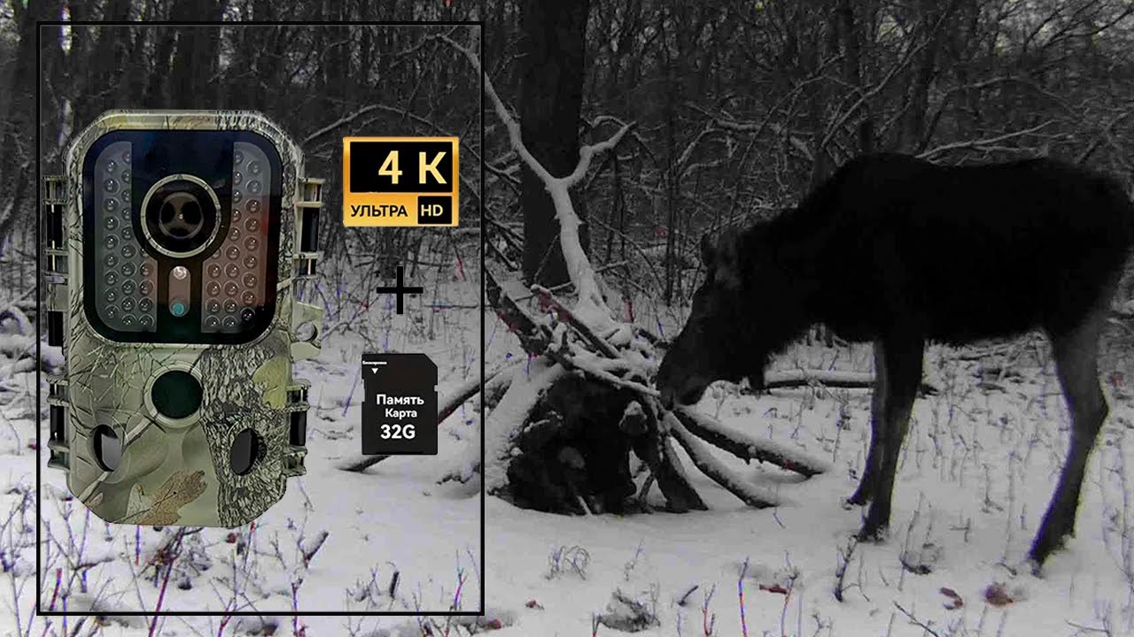 Купил ФОТОЛОВУШКУ за 1000 рублей. Вот как она СНИМАЕТ диких лесных ЖИВОТНЫХ!