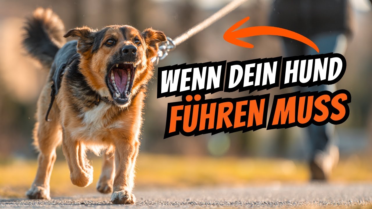 Wenn dein Hund entscheidet: Warum Hunde Verantwortung übernehmen