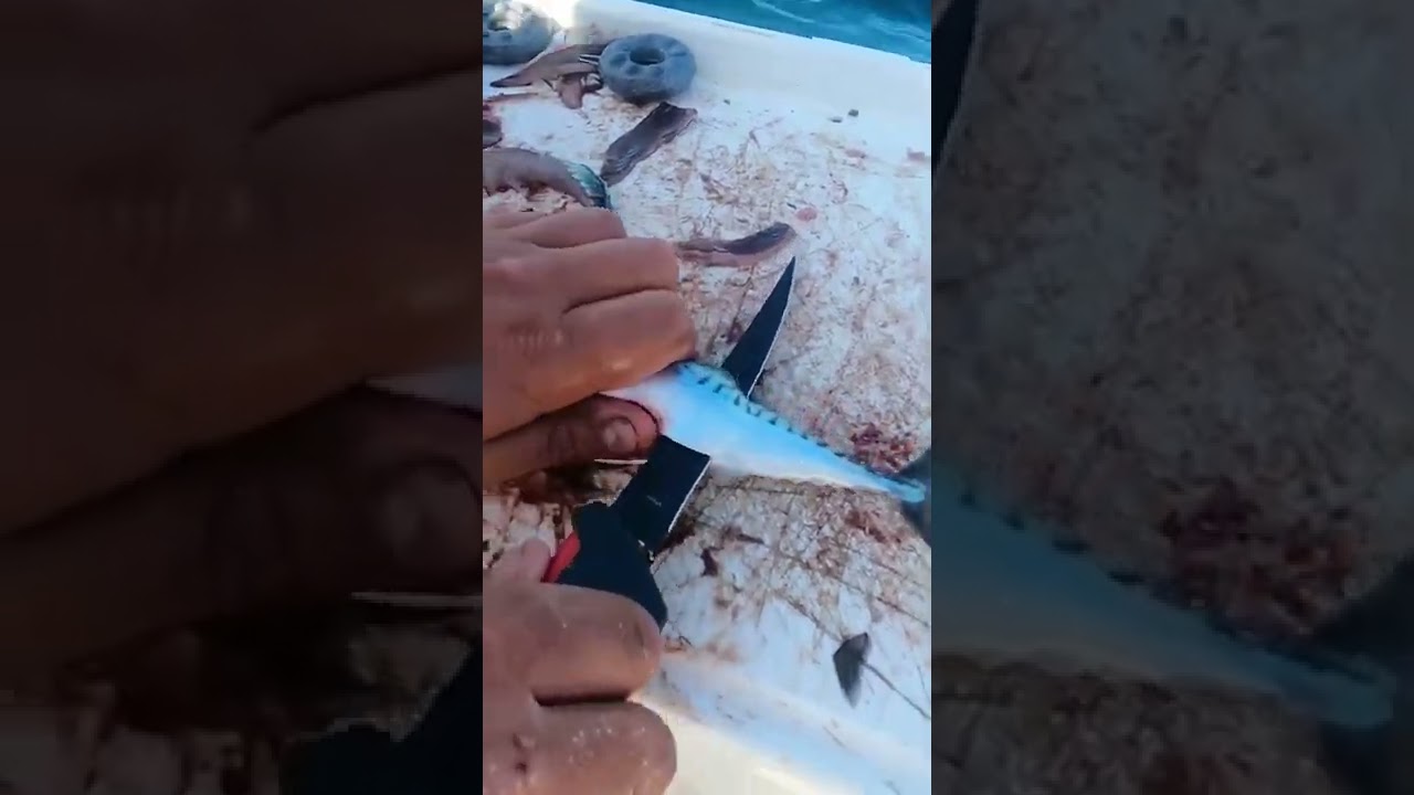 How To Make A Turbot & Big Plaice Fishing Bait Using Mackerel - A Beginners Easy Follow Guide