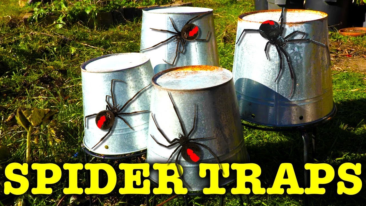 Winter Baby Spiders Flamethrower & Redback Spider Traps EDUCATIONAL VIDEO