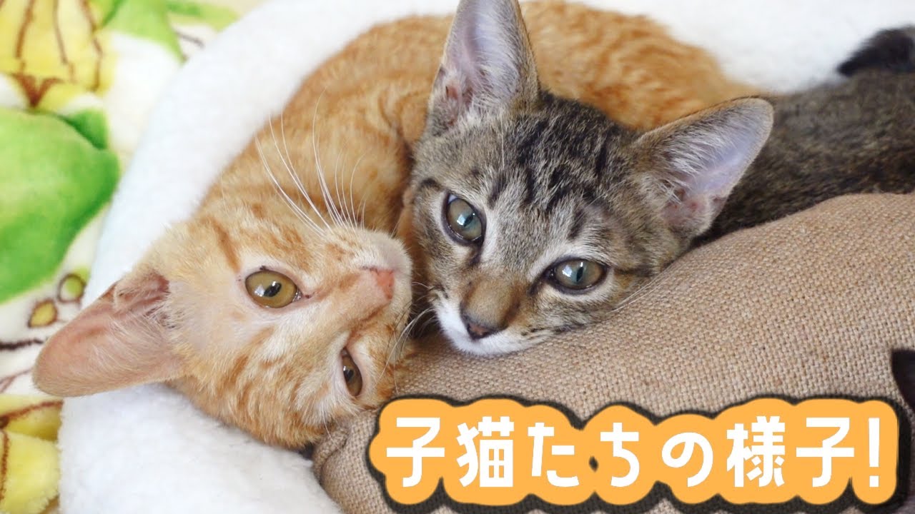 保護した子猫ちゃんたちの様子！ボランティアさんと遊んでいます！【保護猫】