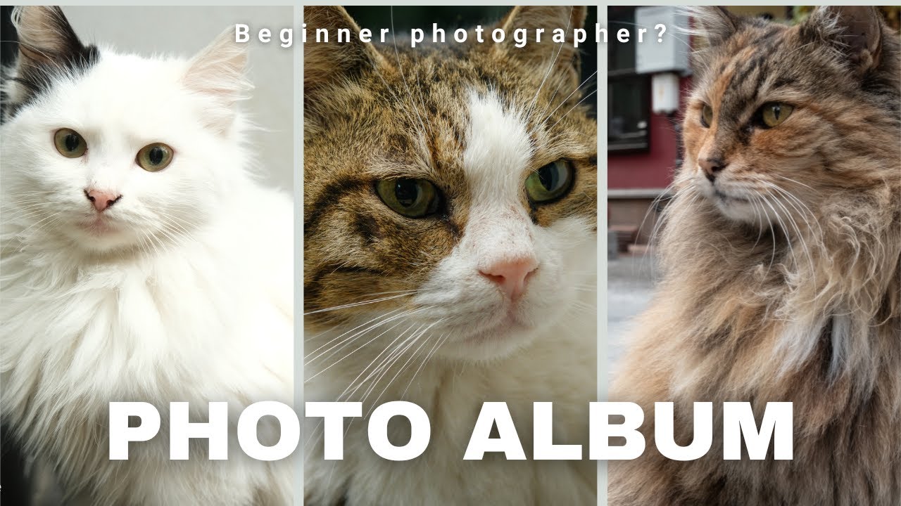 I took 75 pictures of cats in istanbul