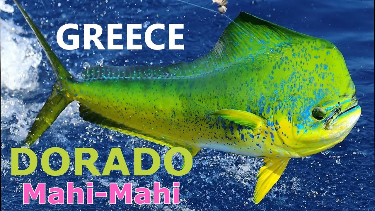 GREECE - DORADO Fishing - Mahi-Mahi