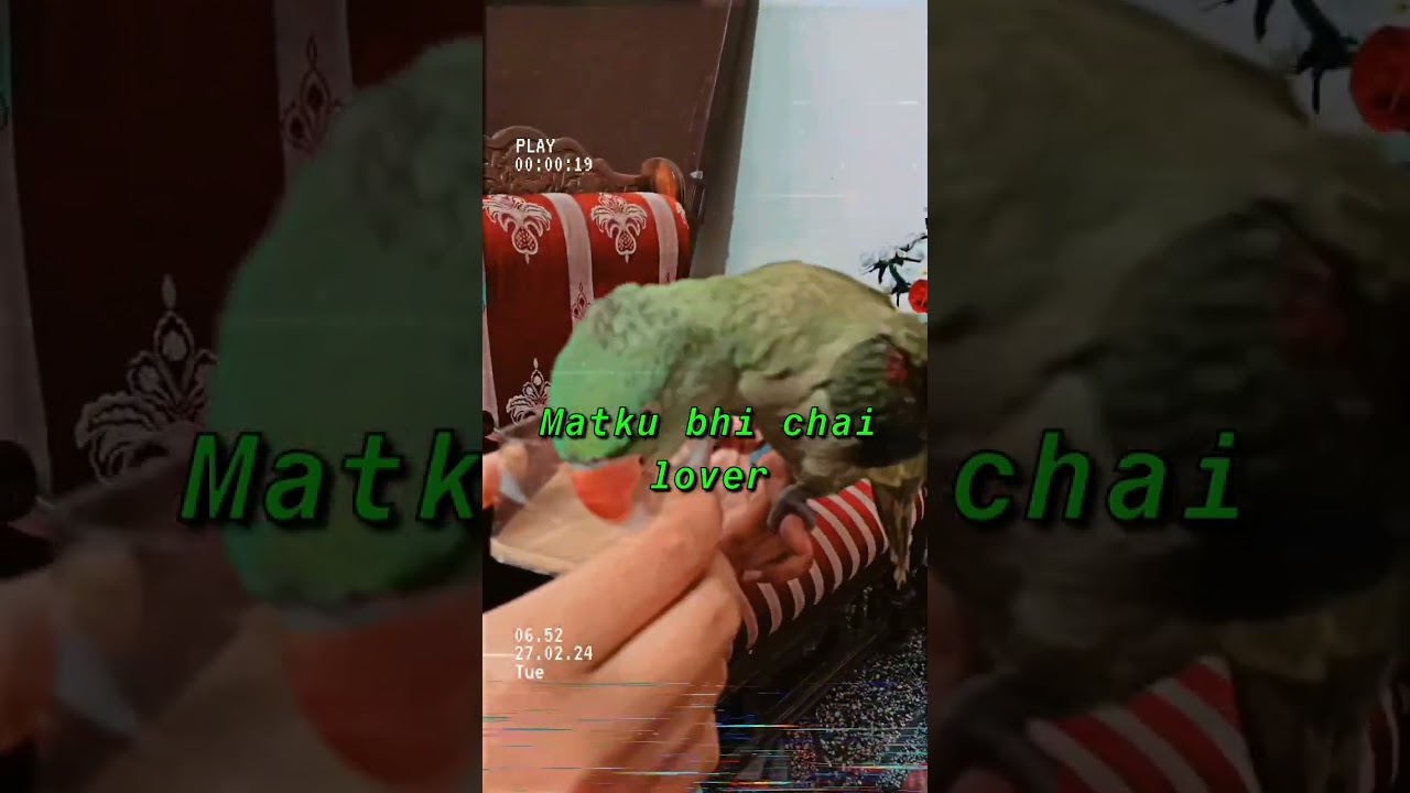 #parrotbaby #petparrot #parrot #birds #firstparrot